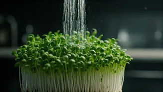 This One Habit Makes Sprouts More Monsoon-Friendly