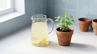 Ginger Water And Plant Growth: Popular Claims Versus Evidence