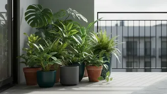 Crowded Balcony Plants May Dry Slowly and Lean Toward Light