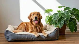 Greener Environments Are The New Pet-Care Upgrade