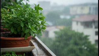 Monsoon Balcony Care Begins With Keeping Excess Water Away From Roots