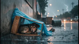 Monsoon Storms Can Turn Ordinary Corners Into Important Pet Refuges