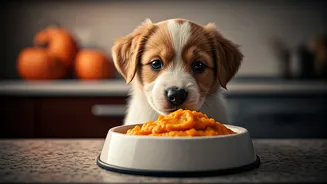 Pumpkin Peanut Butter Mixes Keep Your Puppies High-Key Fresh