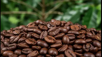 How Artisanal Filter Coffee Movements Champion Smallholder Indian Estates Across Global Digital Feeds