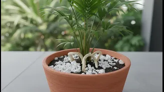 How To Safeguard Balcony Palm Trees From Silent Monsoon Root Rot Using Expanded Perlite Grates