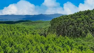 Forest Restoration Has Reached Only About One-Fifth Of Global Pledges