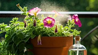 Save Drooping Balcony Flowers Using Cheap Homemade Banana Spray