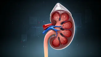 Kidney Health Insights: Understanding Your GFR and Creatinine Numbers