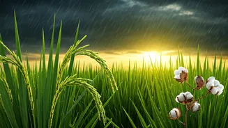 Why Kharif Crops Need Timely Rain