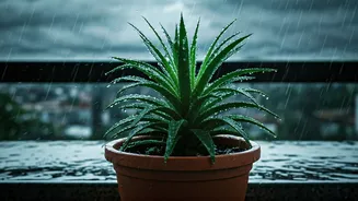 How To Protect Indoor Plants From Heavy Rains