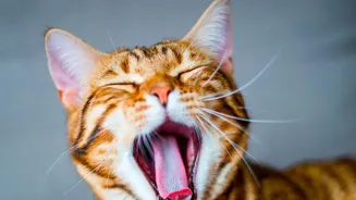 How Cat And Dog Dental Disease Progresses Unchecked When Initial Symptoms Go Unnoticed