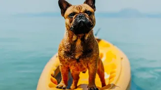 Post-Monsoon Pet Hygiene: How To Stop Damp Coats From Triggering Canine Skin