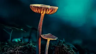 Monsoon Mushroom Guide: Which Risks Should You Watch For?