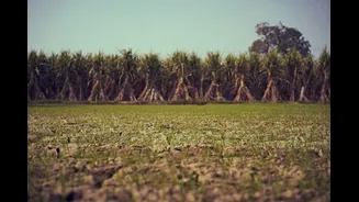 El Niño Impacts India's Sugarcane Crop, Drives Up Prices