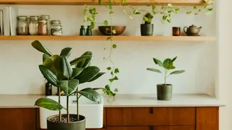 Understanding Kitchen Corners With Greenery In The New Small-Space Gardening Trend