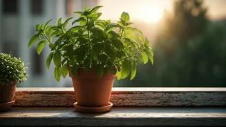 Tulsi Makes Every Balcony Feel More Alive