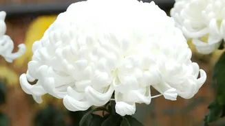 October Plant Care Guide Grow Bright Marigolds Chrysanthemums And Winter Spinach In Pots