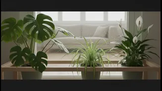Easy Indoor Plants That Flourish During The Rains