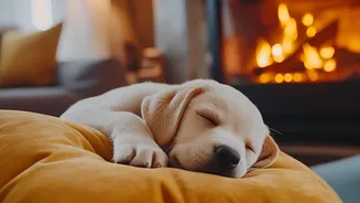 How to Plan a Comfortable Holiday Stay for a Nervous or Active Dog