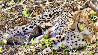 Kuno National Park: Four cheetah KGP12 cubs found dead, bodies partly eaten