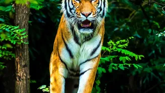 The 429-Tiger Estimate Marks a New Phase for Nepal's Conservation