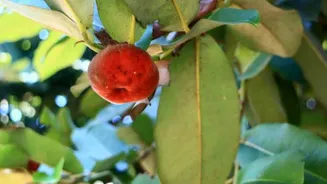 Velvet apple: A superfood you didn't know you needed