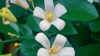 African Neroli Oil: How A Citrus Flower Becomes A Beauty Ingredient