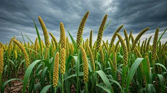India's Weather Woes Are Reviving Millet Farming