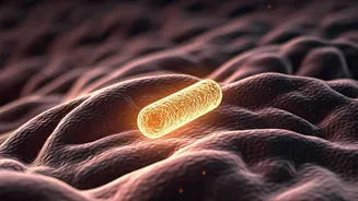 Prebiotic Power: Could These Gut Helpers Sharpen Seniors' Minds? A Twin Study Reveals Promising Memory Boosts