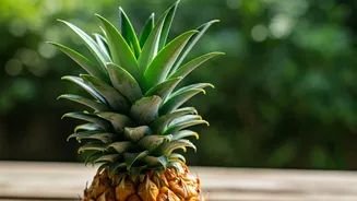 Pineapple Plants Can Be Decorative And Fun