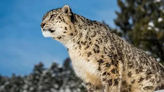 The Approved Project Could Formalise Existing Snow Leopard Tourism