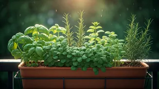 Balcony Herb Gardening Is India’s Most Satisfying Hobby