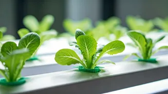 No-Mud Gardening Is The Apartment Trend To Watch