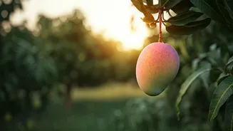 The Secret Behind Lucknow's Title As World Mango Capital