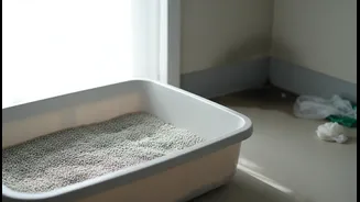 Litter Boxes Should Not Become Damp Corners