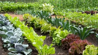 Growing a vegetable garden? Try these AI tools