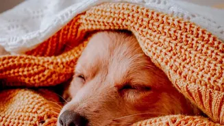 Monsoon Pet Care Is Getting More Attention As Humidity Creates Greater Tick And Infection Risks