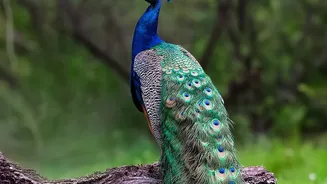 Why India Has Sent Five Peacocks to the United Nations in Geneva