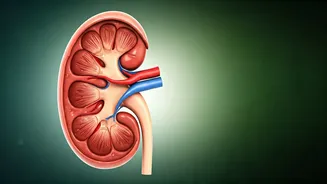 Guard Your Kidneys: Expert Insights for Optimal Renal Health and Prevention