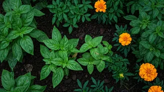 Monsoon Gardening Is The New Weekend Hobby