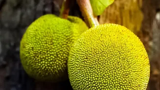 Kerala's Jackfruit Traditions Are Returning As More Families Cook Seasonal Produce