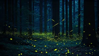 Secure Permits For Rare Night Trails Witnessing Southern Firefly Swarms