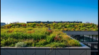 Why Green Roof Ideas Are Becoming Popular