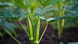 Fast-Germinating Okra Is Perfect Before The Rains