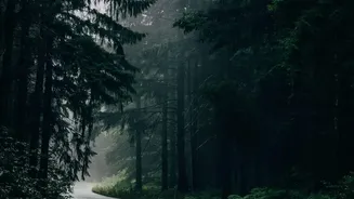 How To Plan Scenic Driving Trips From Bangalore To Agumbe In Monsoons