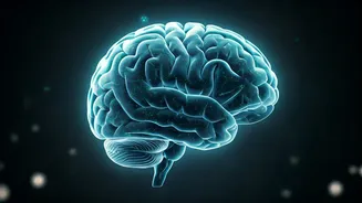 Metformin's Brain Secret: How This Diabetes Drug Rewrites Blood Sugar Control