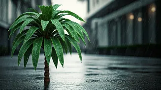 Street Trees Become Main Characters After Rain