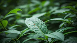 Pest Checks Are A Monsoon Garden Essential