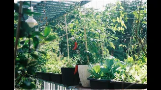 How to Start a Terrace Garden for Seasonal Vegetables