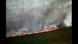 Seca e calor extremos do último El Niño antecipam ‘novo normal’ nas florestas tropicais